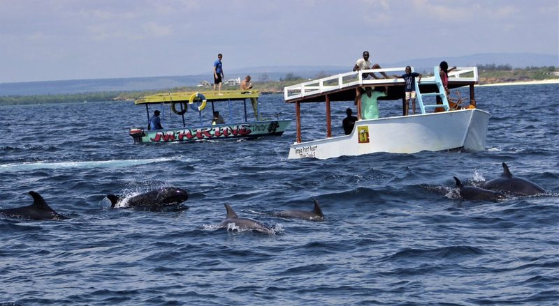 Dolphin Spotting